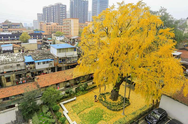 汉阳树